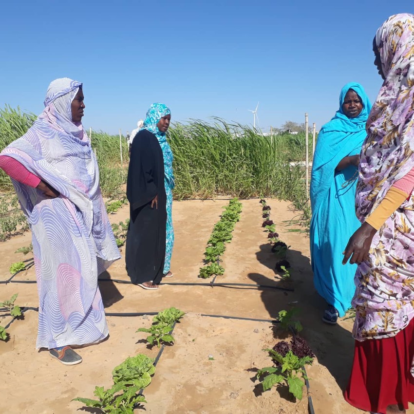 Enhancing food security and resilience in Mauritania – Activities – Red